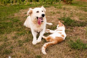 Pet Wellness Care in Burlington, IA